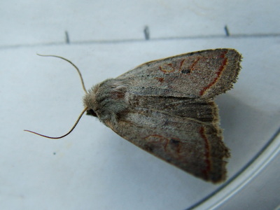 Red-line Quaker